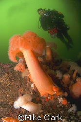 Image of Plumose anemone with diver in background. D70 wi... by Mike Clark 